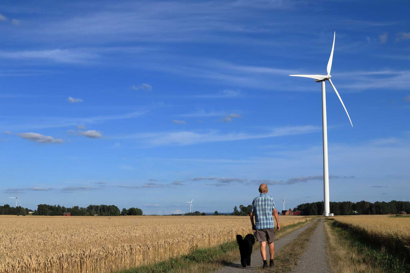 A man walks a dog along a dirt path through golden wheat fields, with wind turbines in the background and a blue sky.